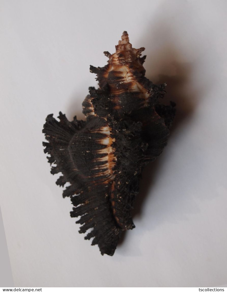 Chicoreus Brunneus - Seashells & Snail-shells