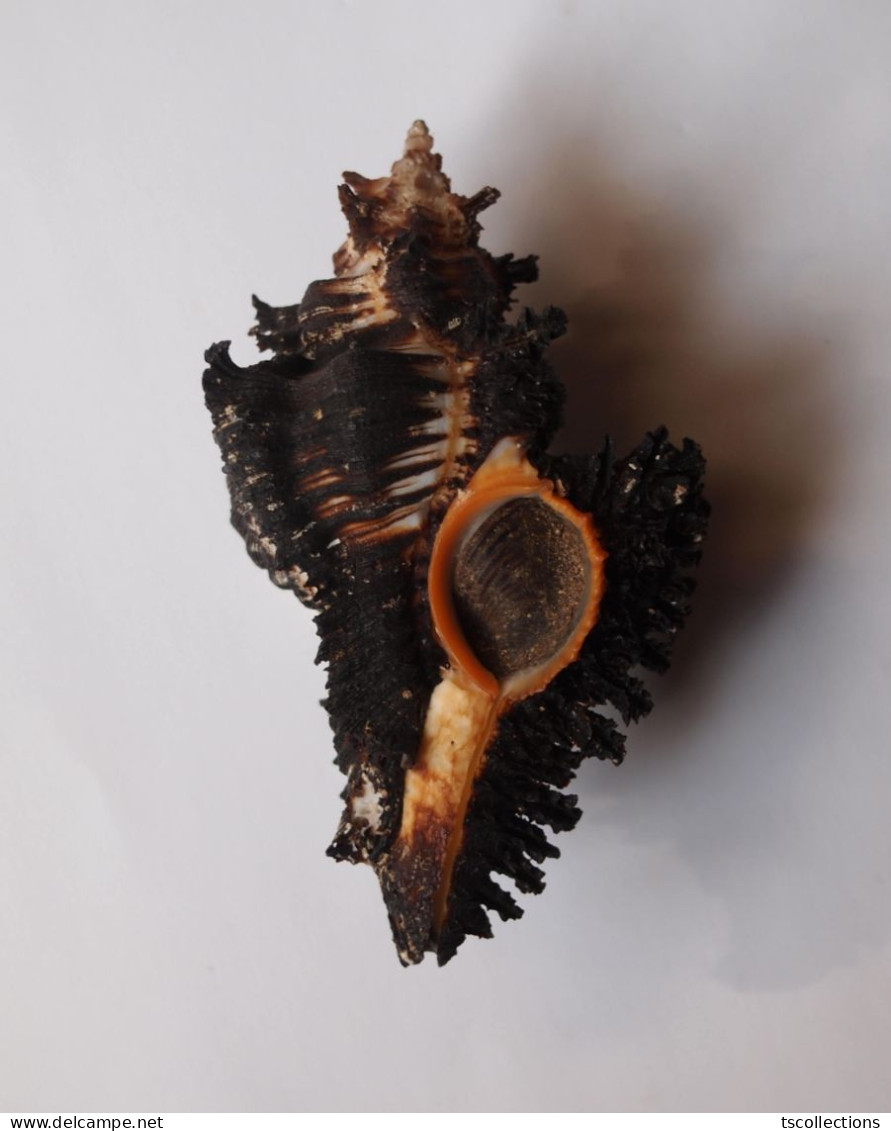Chicoreus Brunneus - Schelpen