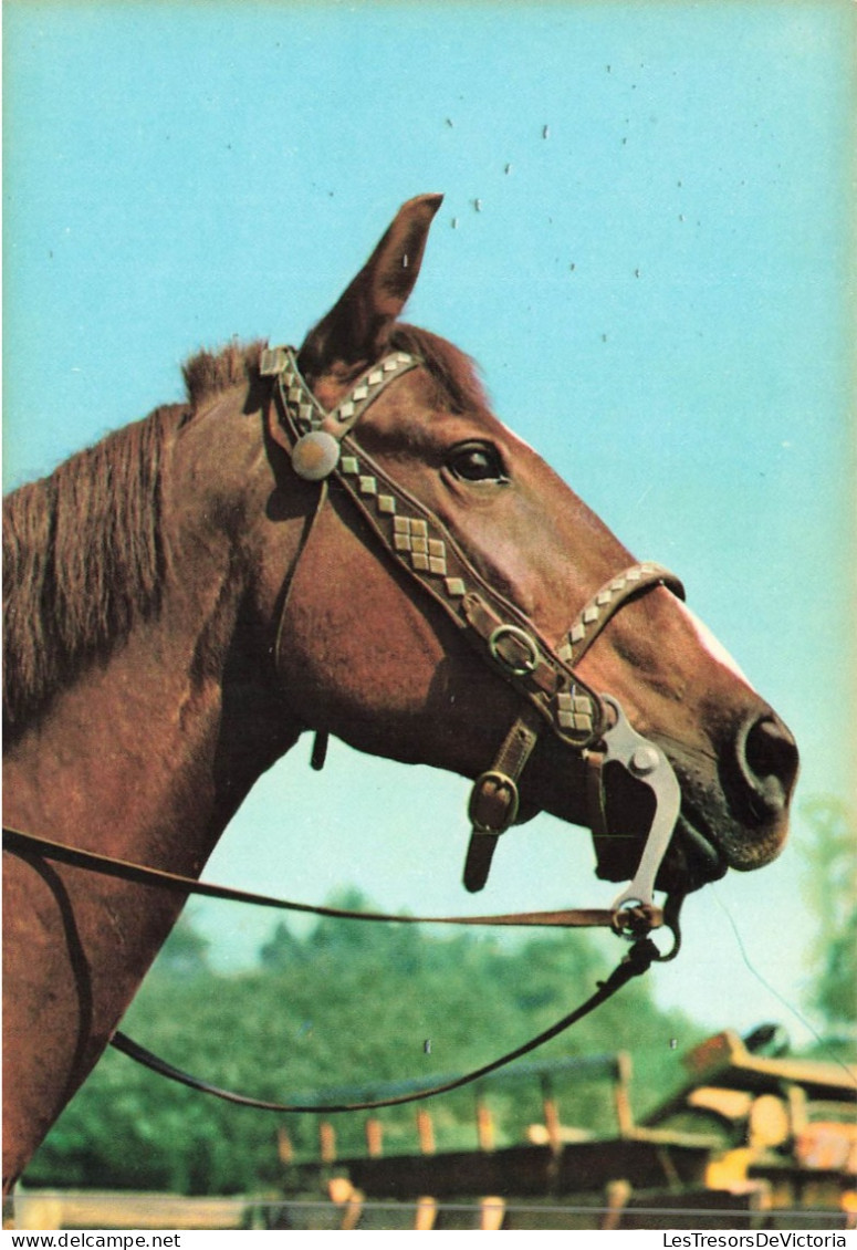 ANIMAUX & FAUNE - Chevaux - Tête D'un Cheval - Carte Postale - Chevaux