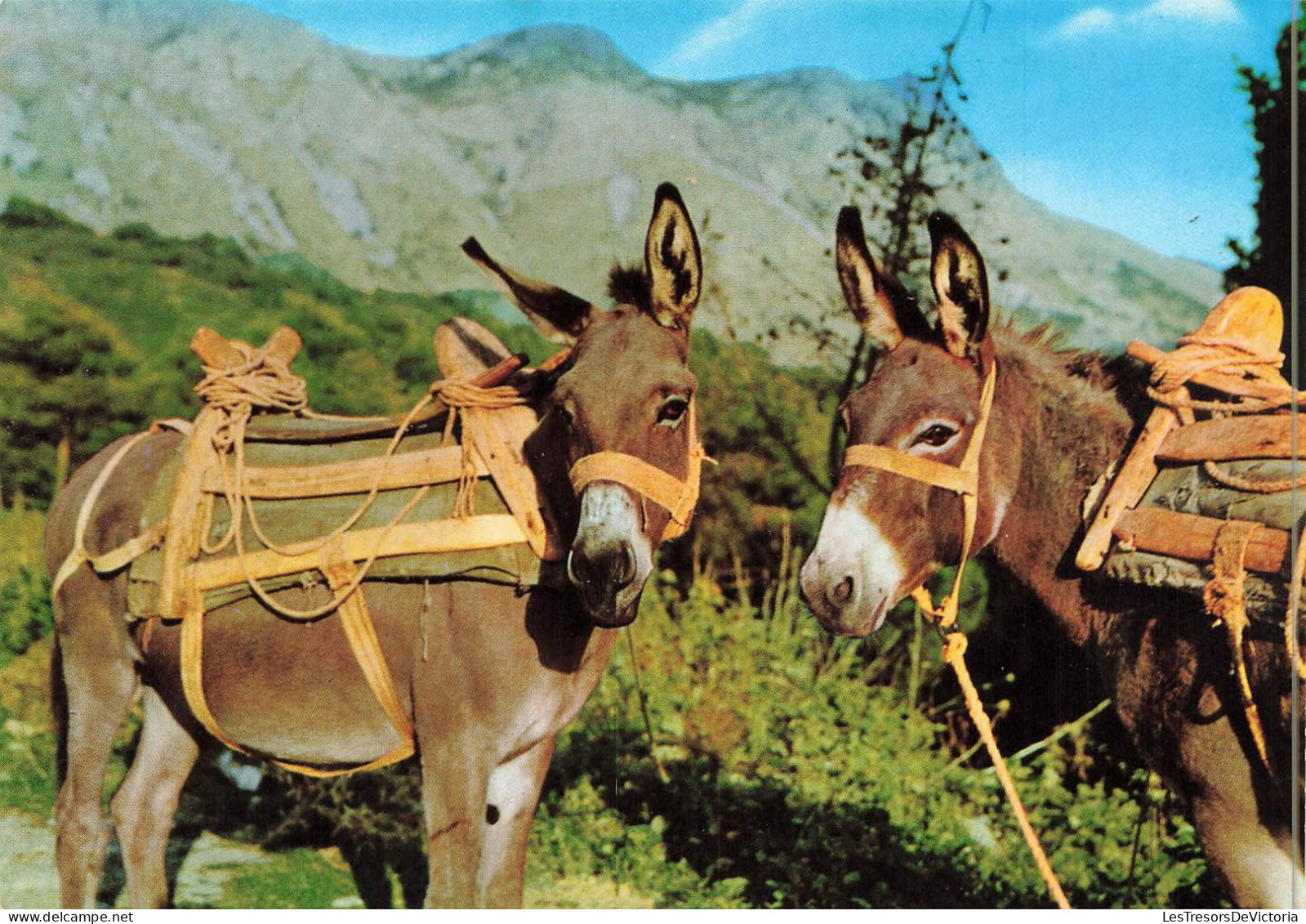 ANIMAUX & FAUNE - Anes - Deux Anes  - Carte Postale - Donkeys