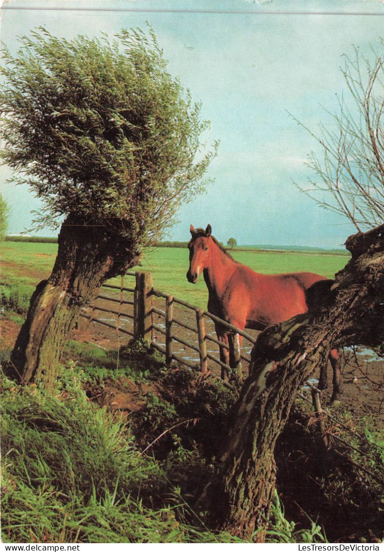 ANIMAUX & FAUNE - Chevaux - Un Cheval Seul  - Carte Postale - Chevaux