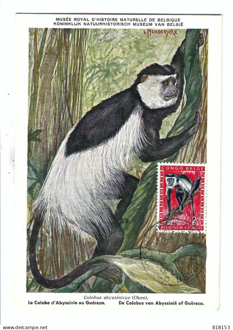 BELGISCH CONGO BELGE   COLOBUS Nr 4   FDC - Gebruikt