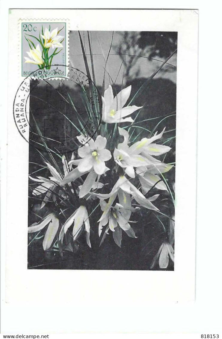 BELGISCH CONGO BELGE  Velloziaceae Vellozia Aquatorialis RENDLE   FDC 5/5/58 - Gebruikt