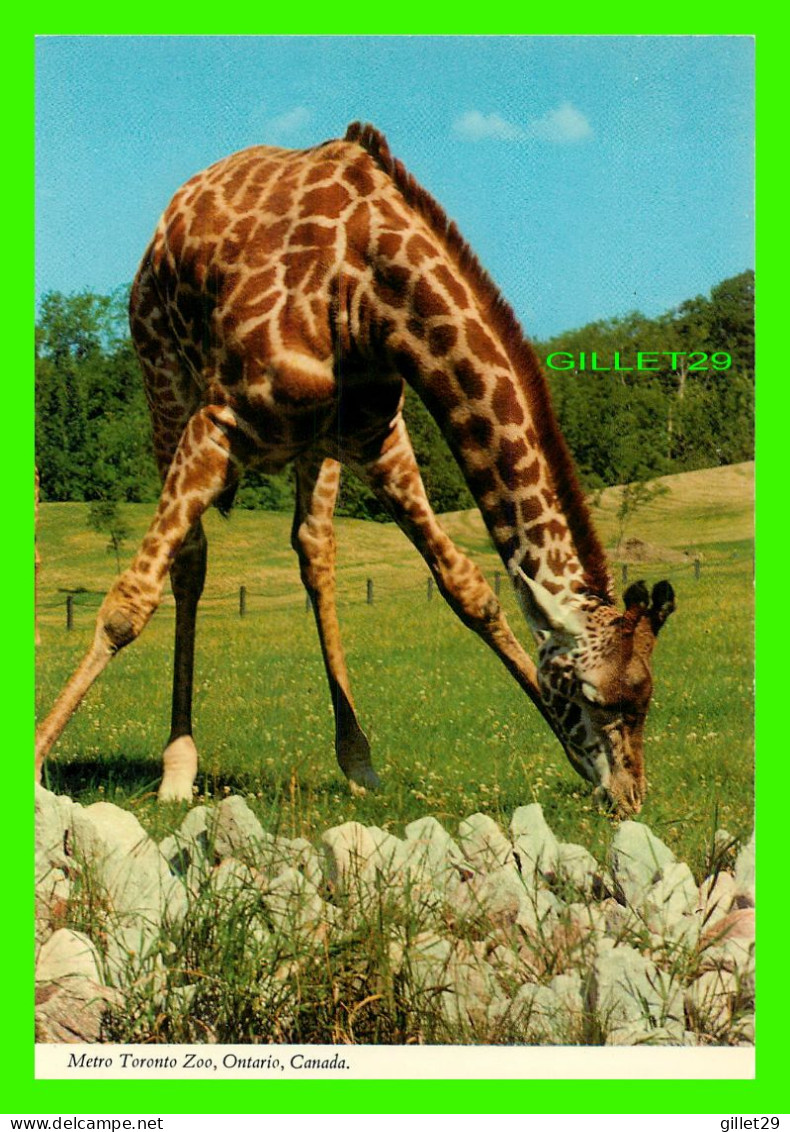 GIRAFE - METRO TORONTO ZOO, ONTARIO - JOHN HINDE ORIGINAL No 2 TOR 98 - - Giraffes