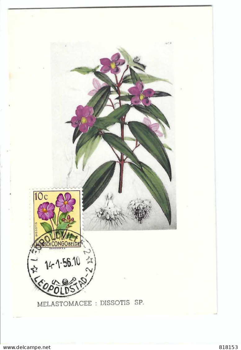 BELGISCH CONGO BELGE   MELASTOMACEE  DISSOTIS SP.   FDC 14/1/56 - Gebraucht