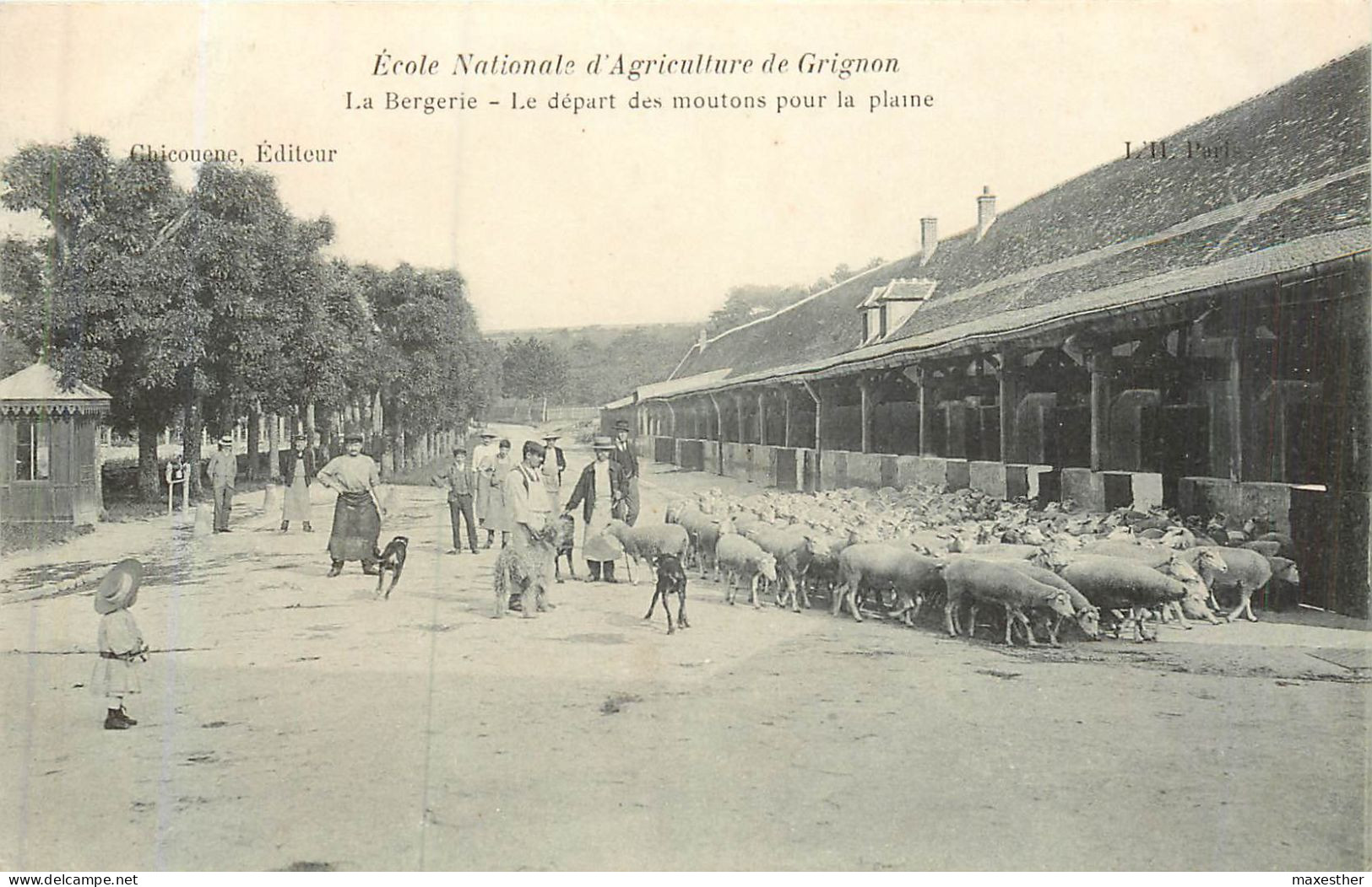 GRIGNON École Nationale D'Agriculture, La Bergerie, Le Départ  Des Moutons Pour La Plaine - Grignon