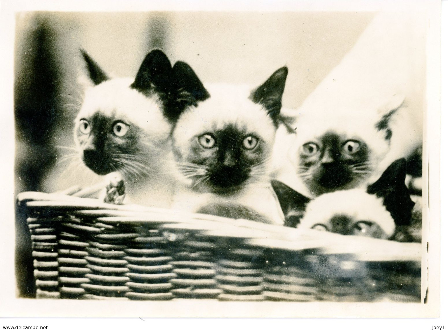 Photo Meurisse Années 1930,les Siamois Qui Ont Remporté Le Concours Du Cat Club à Londres, Format 13/18 - Andere & Zonder Classificatie