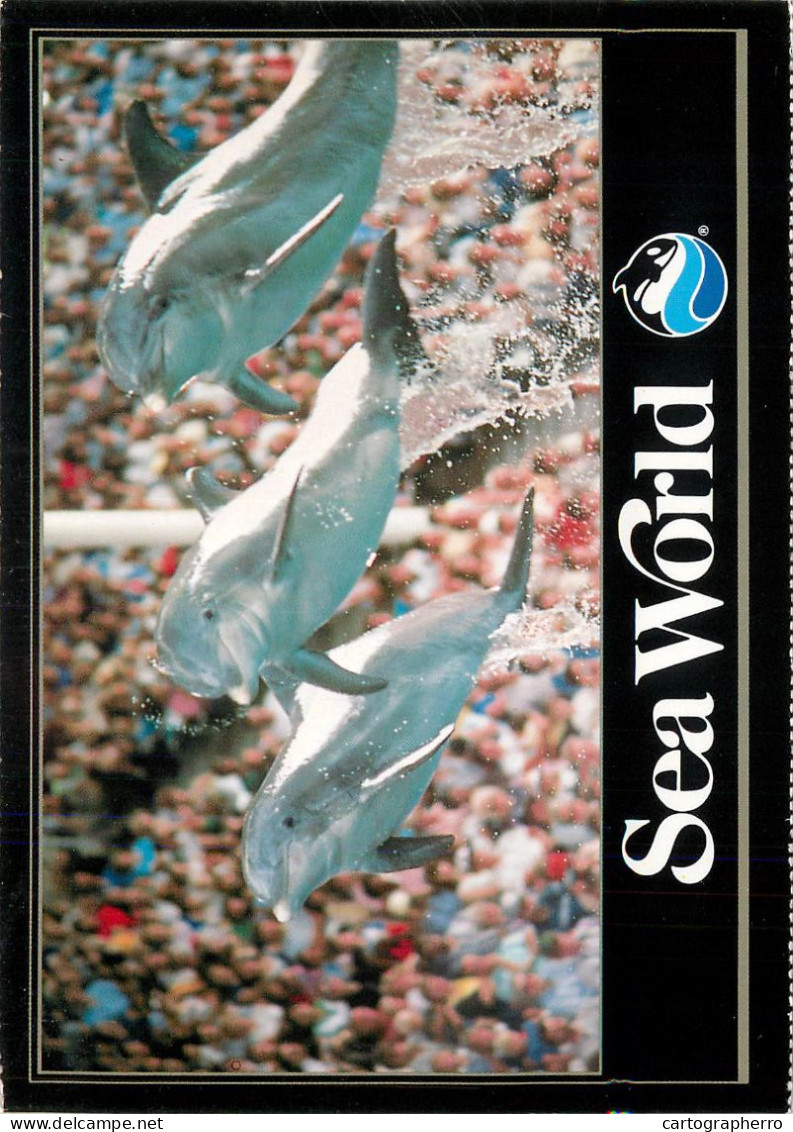 Postcard Animal Dolphins At Seaworld - Delfini