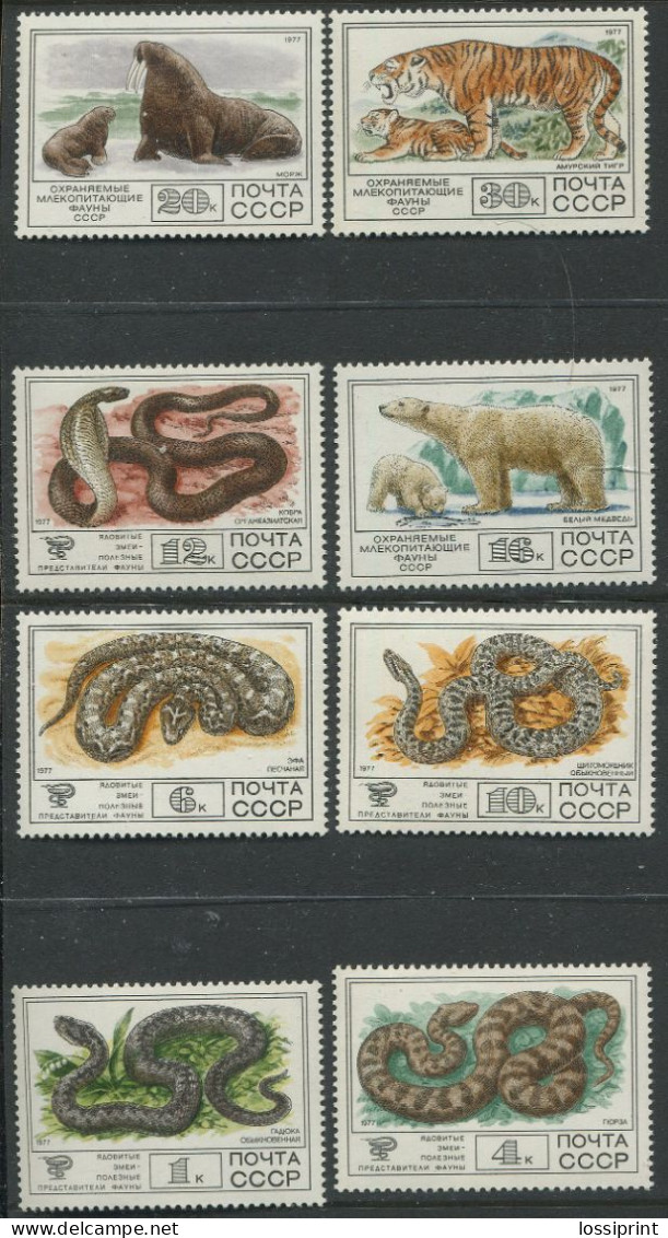 Soviet Union:Russia:USSR:Unused Stamps Animals, Snakes, Cobra, Polar Bear, Walrus, Tigers, 1977, MNH - Snakes