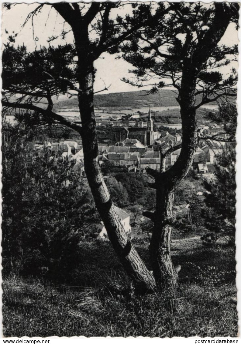 Olloy S/Viroin - Sapins Et Forêts - Viroinval