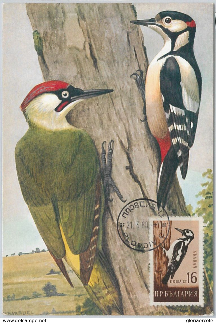 52171 - BULGARIA - MAXIMUM CARD - ANIMALS Birds WOODPECKER 1960 - Spechten En Klimvogels