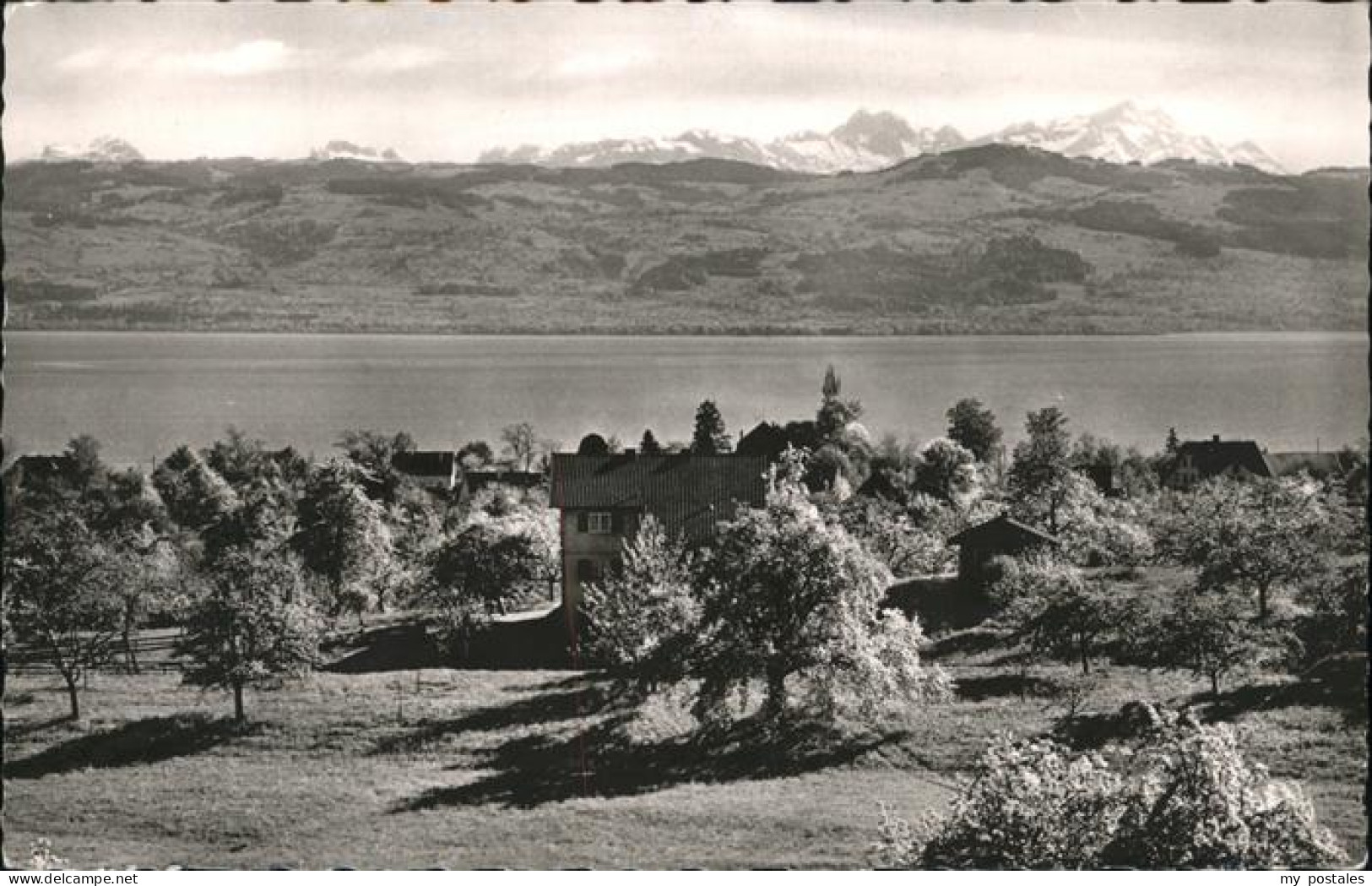 41222275 Hege Bodensee Haus Edelweiss, Wasserburg Wasserburg (Bodensee) - Wasserburg (Bodensee)