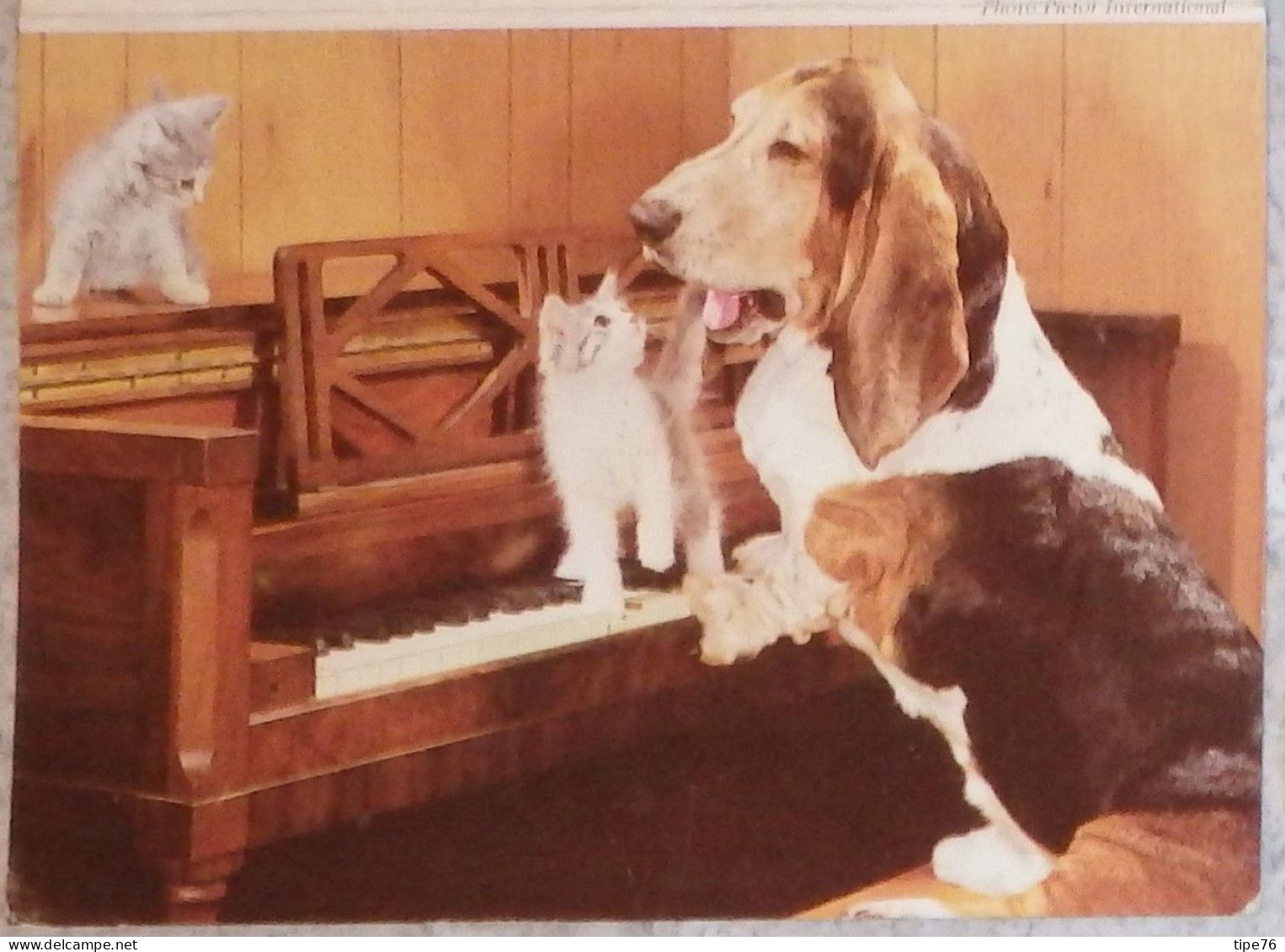 Petit Calendrier De Poche 1981 Chien Chat Chaton Piano  - Annonay Ardèche - Petit Format : 1981-90