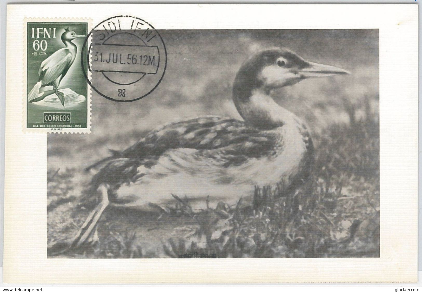 52611 - IFNI - MAXIMUM CARD - ANIMALS Birds  1956 - Albatros & Stormvogels