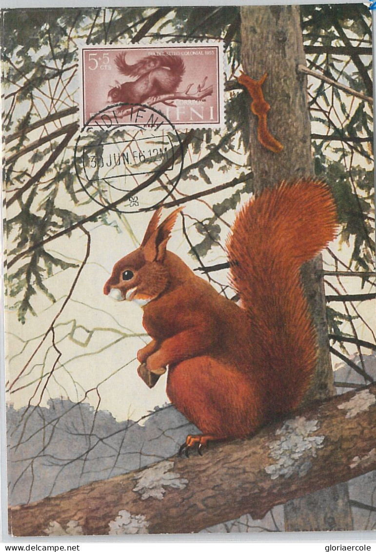52612 - IFNI - MAXIMUM CARD - ANIMALS Rodents SQUIRRELS  1956 - Rongeurs