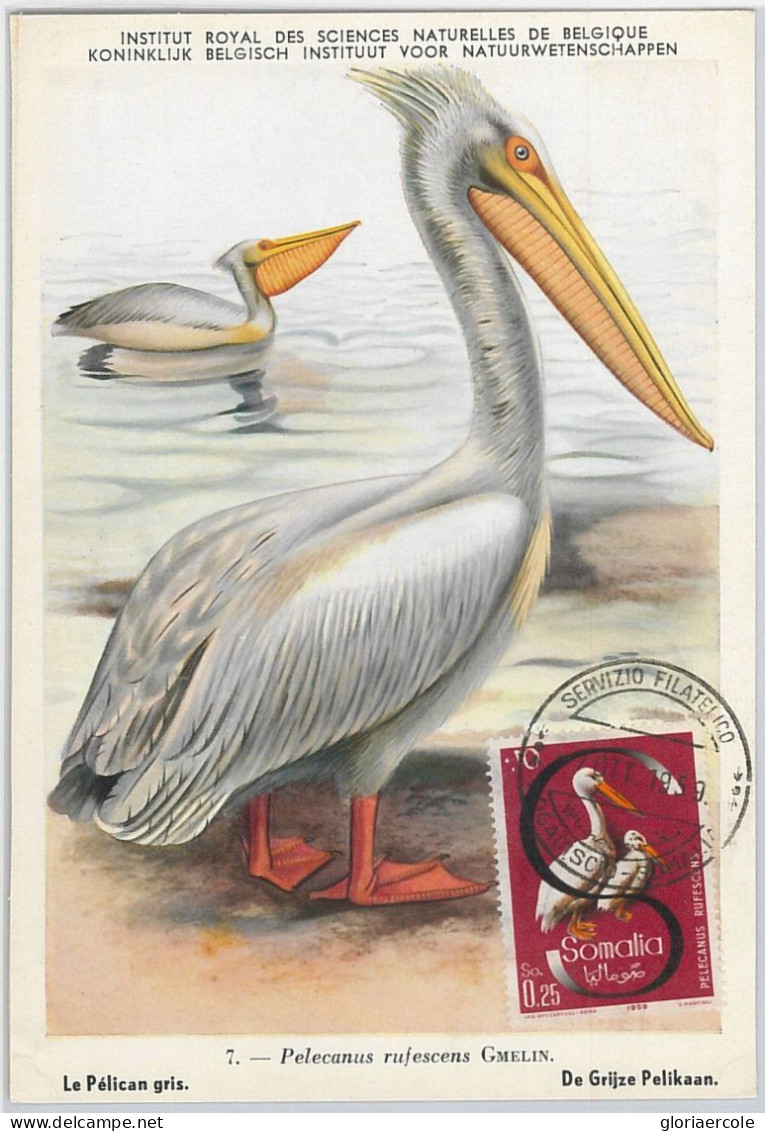 52633 - SOMALIA  - MAXIMUM CARD - ANIMALS Birds PELICAN  1959 - Palmípedos Marinos