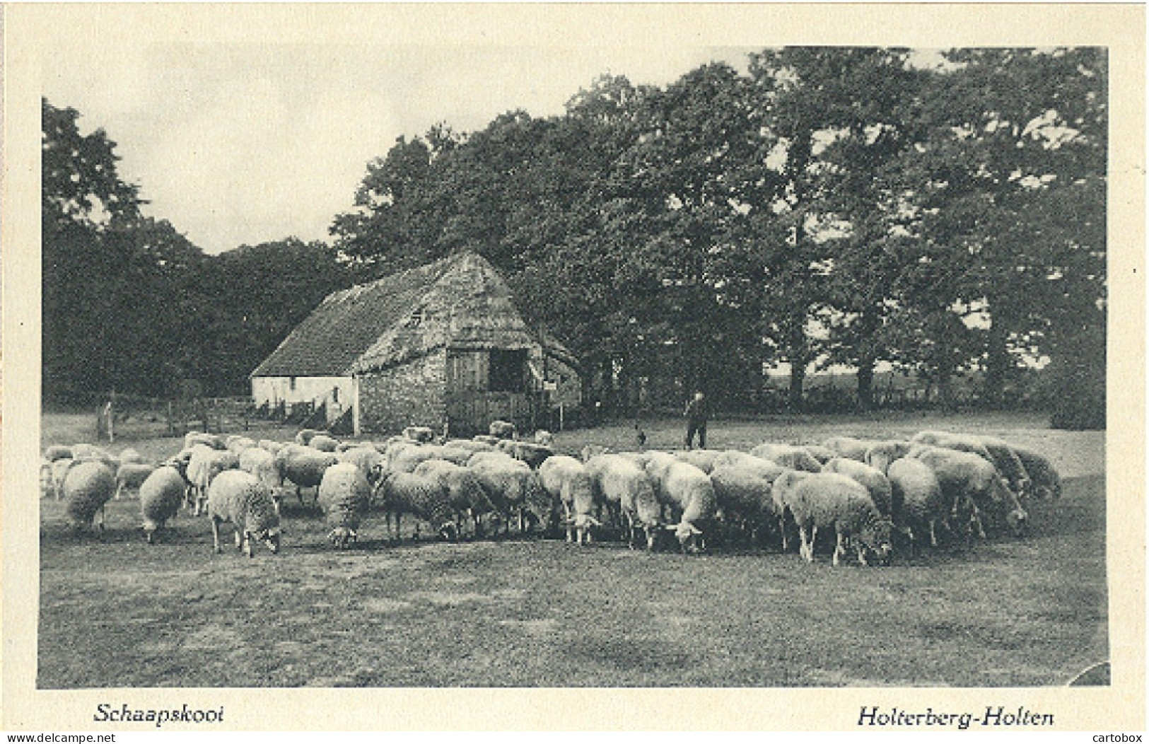 Holten, Holterberg, Schaapskooi   (veeteelt Schapen Landbouw Boerenleven) - Holten