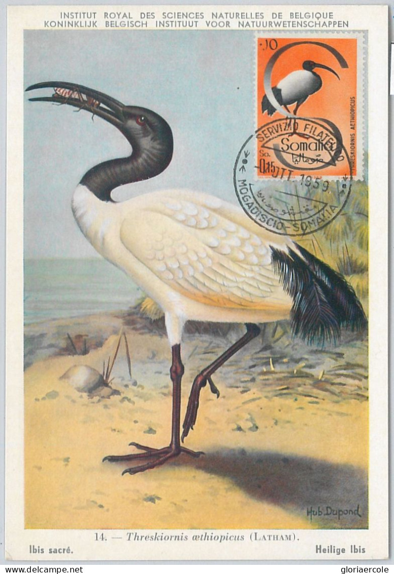 52629    - SOMALIA  - MAXIMUM CARD - ANIMALS Birds IBIS  1959 - Cranes And Other Gruiformes