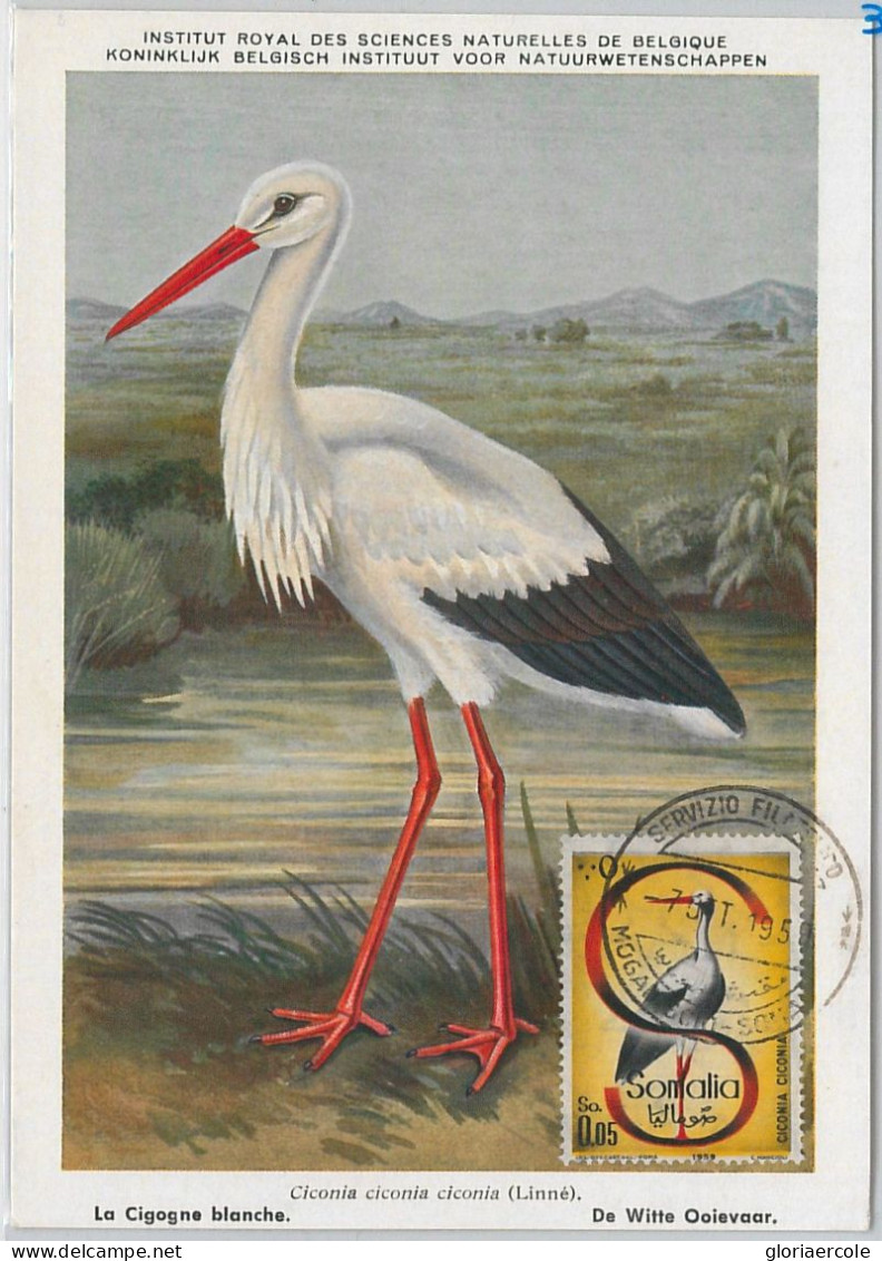 52631  - SOMALIA  - MAXIMUM CARD - ANIMALS Birds STORK  1959 - Cranes And Other Gruiformes