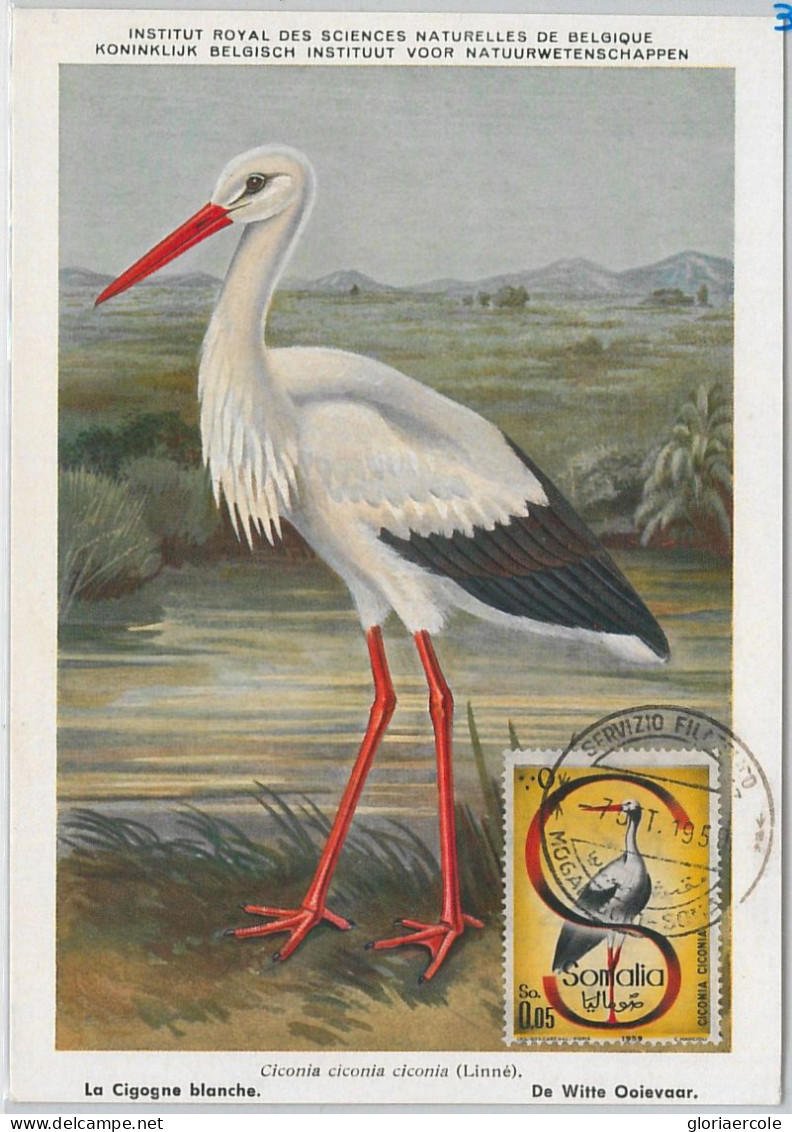 52631  - SOMALIA  - MAXIMUM CARD - ANIMALS Birds STORK  1959 - Kranichvögel