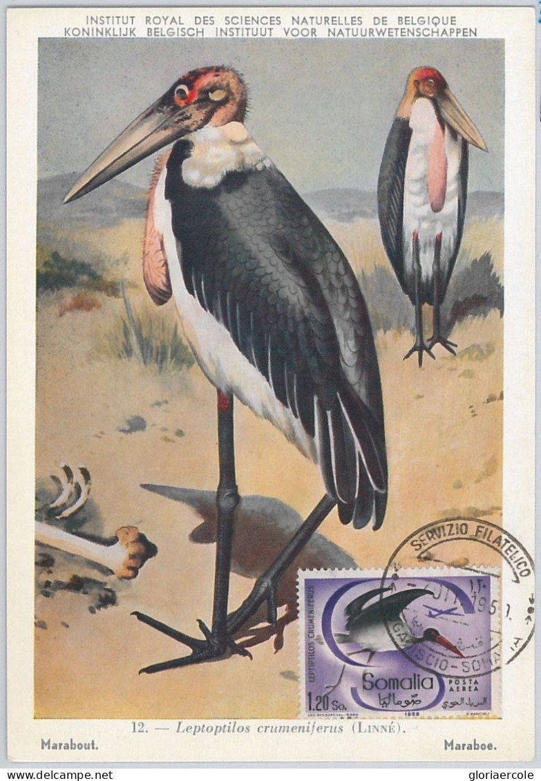 52632 - SOMALIA  - MAXIMUM CARD - ANIMALS Birds STORK  1959 - Grues Et Gruiformes