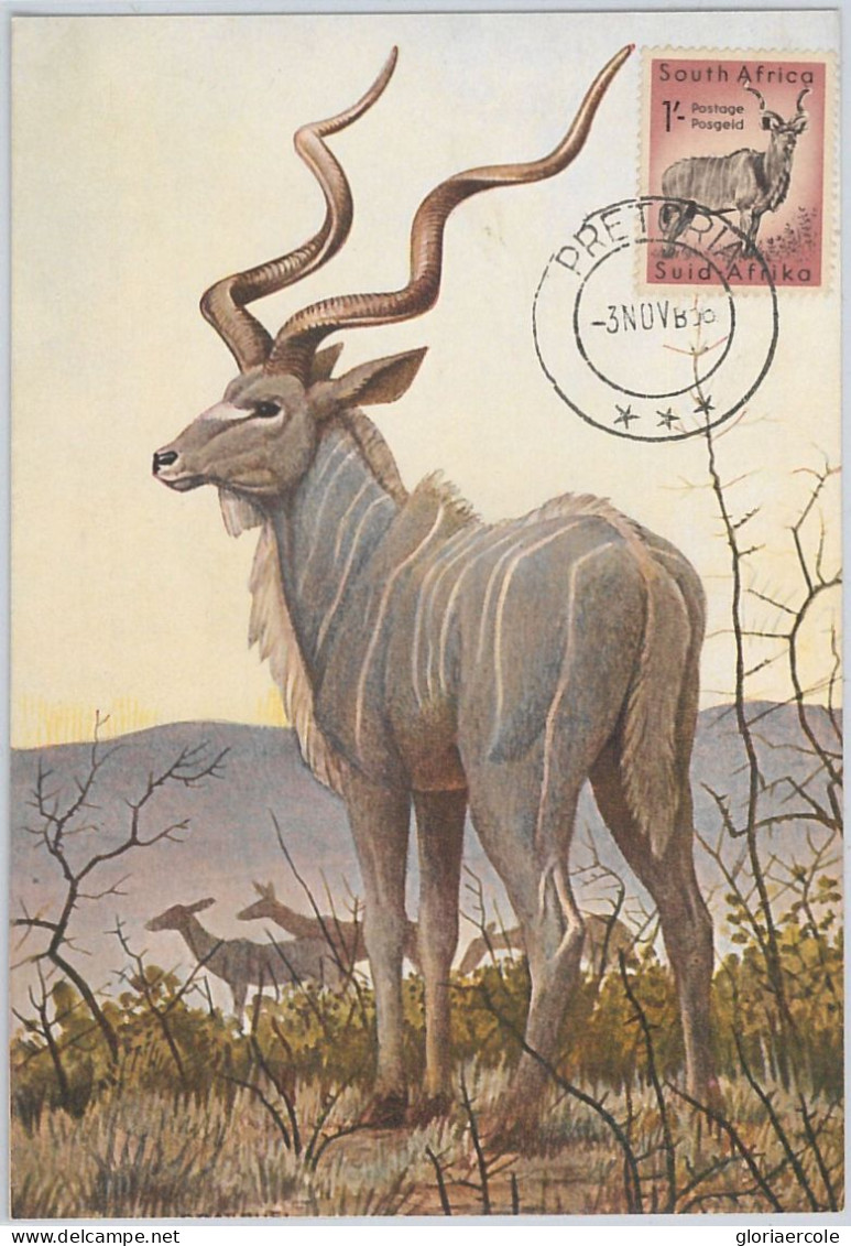 52636 - SOUTH AFRICA  -  MAXIMUM CARD -  ANIMALS  Ram  1956 - Game