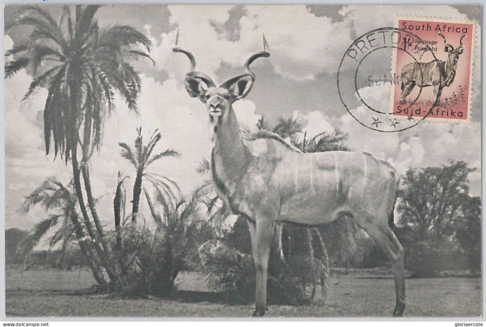 52637 - SOUTH AFRICA  -  MAXIMUM CARD -  ANIMALS  Ram  1956 - Game
