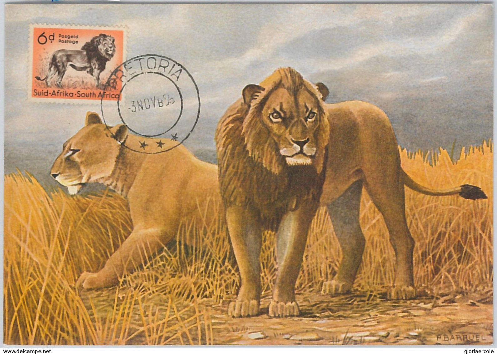 52638 - SOUTH AFRICA  -  MAXIMUM CARD -  ANIMALS  Lion Lions  1956 - Gibier