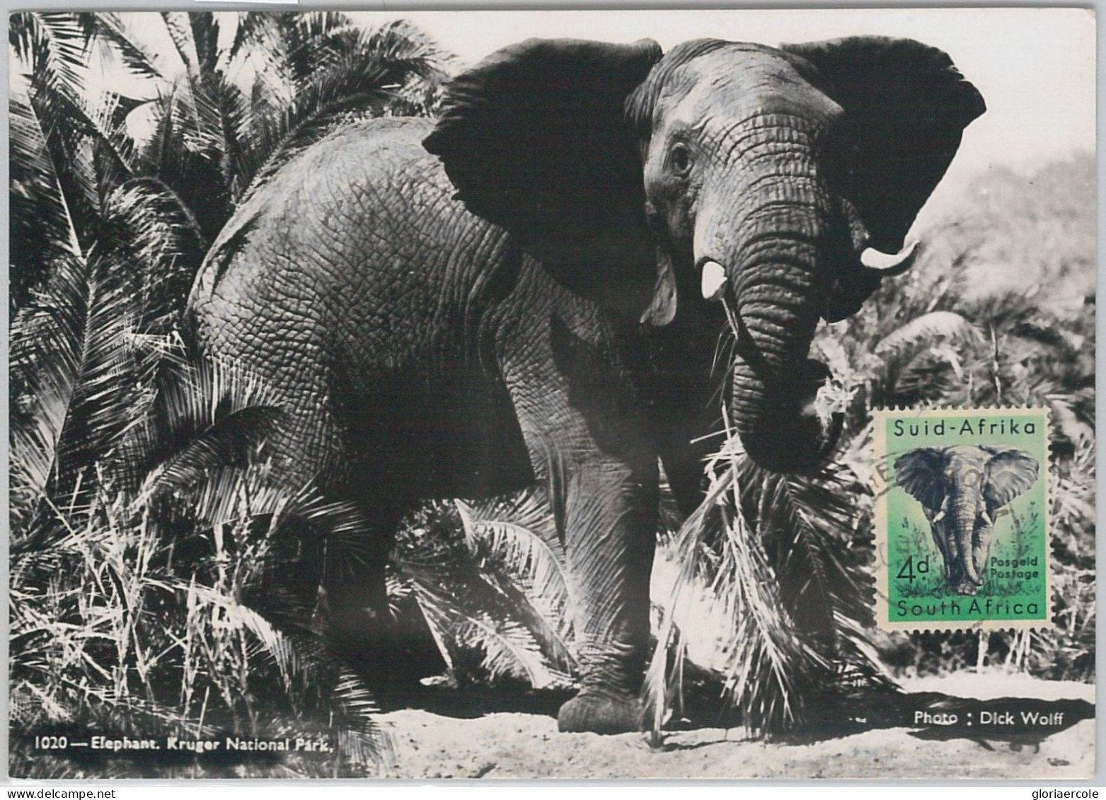 52640 - SOUTH AFRICA  -  MAXIMUM CARD -  ANIMALS  Elephant  1956 - Game