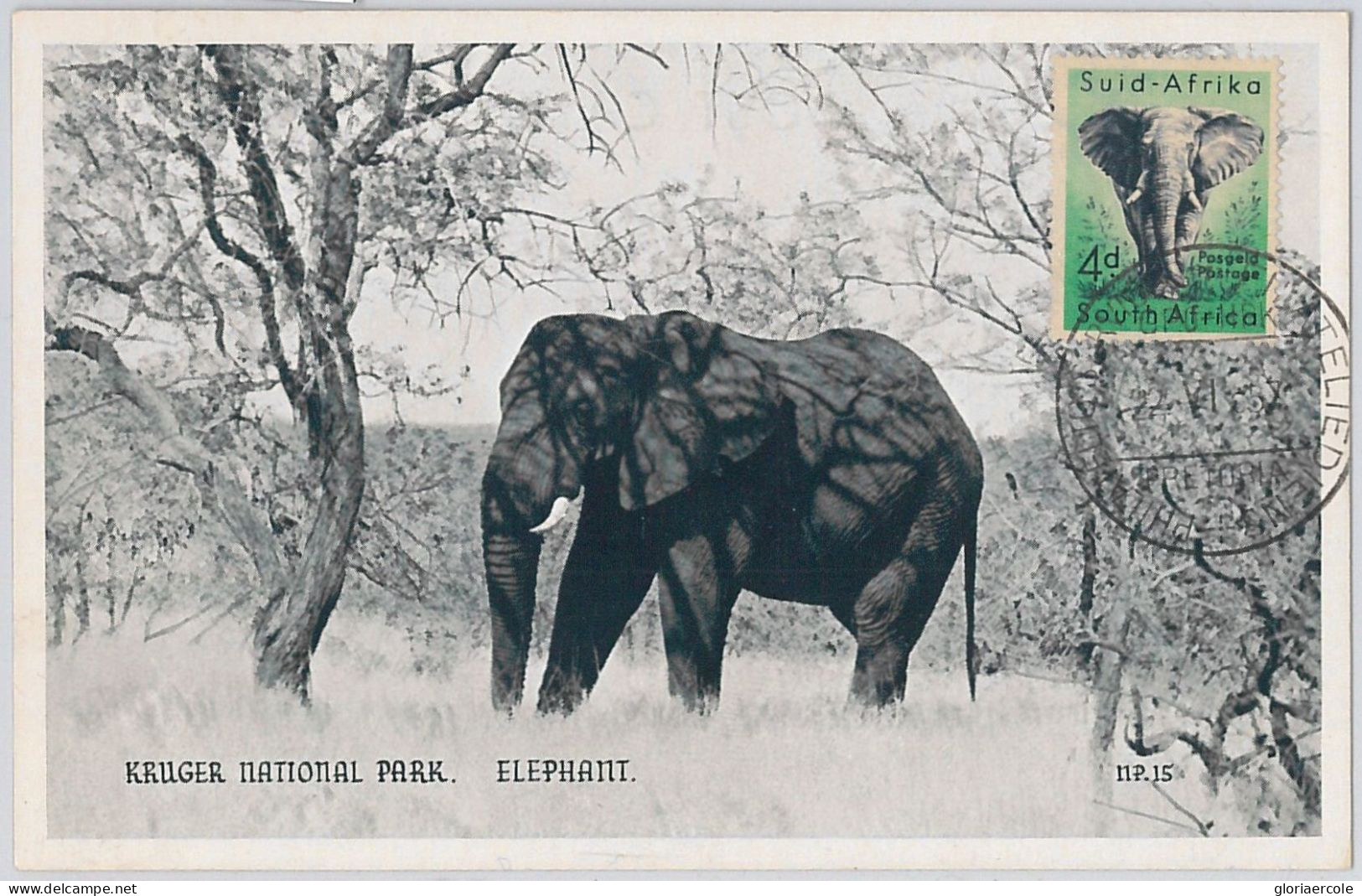 52641 - SOUTH AFRICA  -  MAXIMUM CARD -  ANIMALS  Elephant  1956 - Game