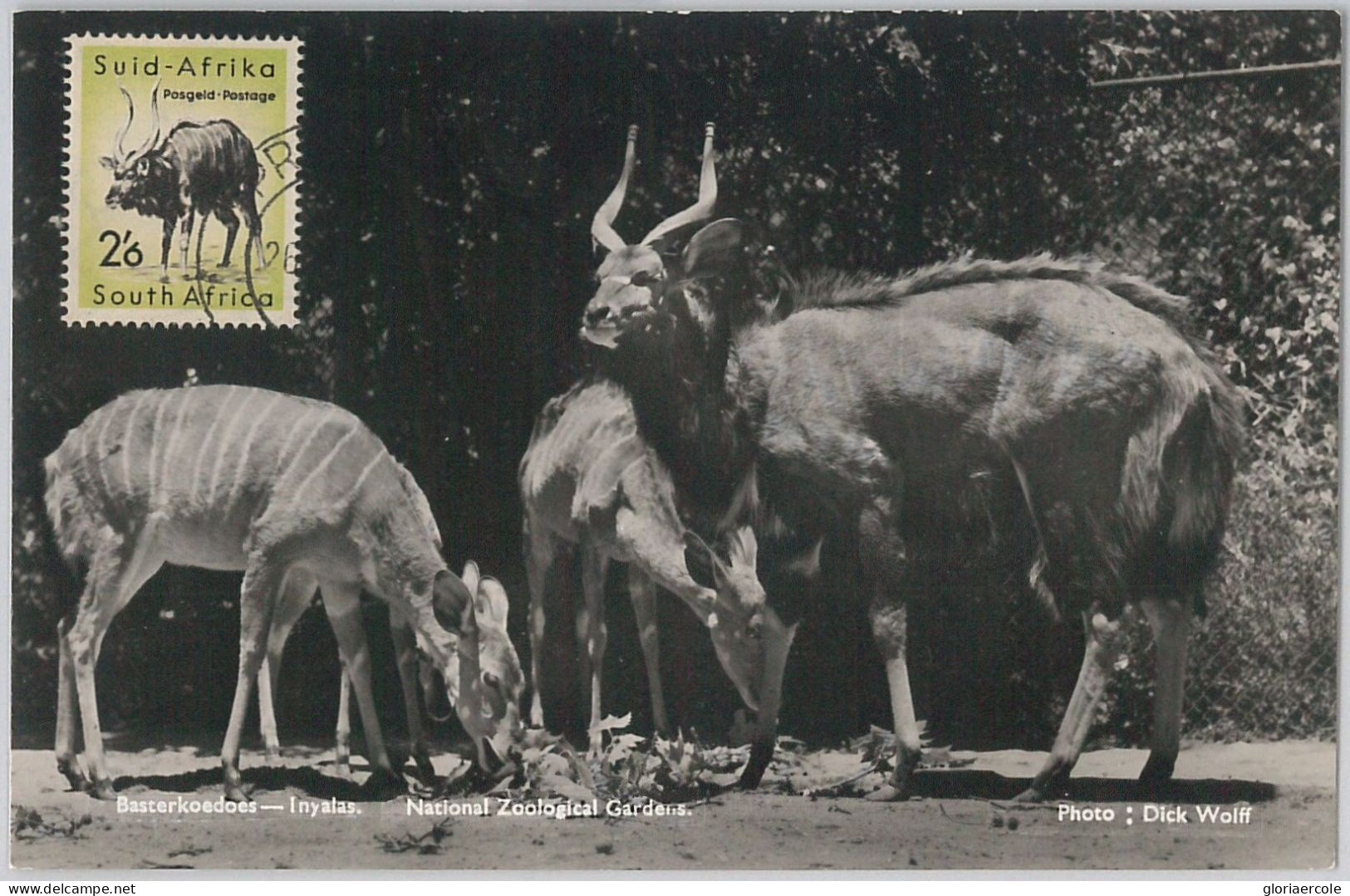 52642  - SOUTH AFRICA  -  MAXIMUM CARD -  ANIMALS  Ram  1956 - Animalez De Caza