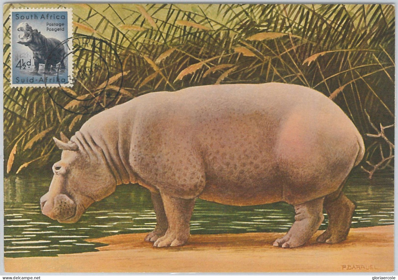 52643  - SOUTH AFRICA  -  MAXIMUM CARD -  ANIMALS  Hippopotamus 1956 - Animalez De Caza