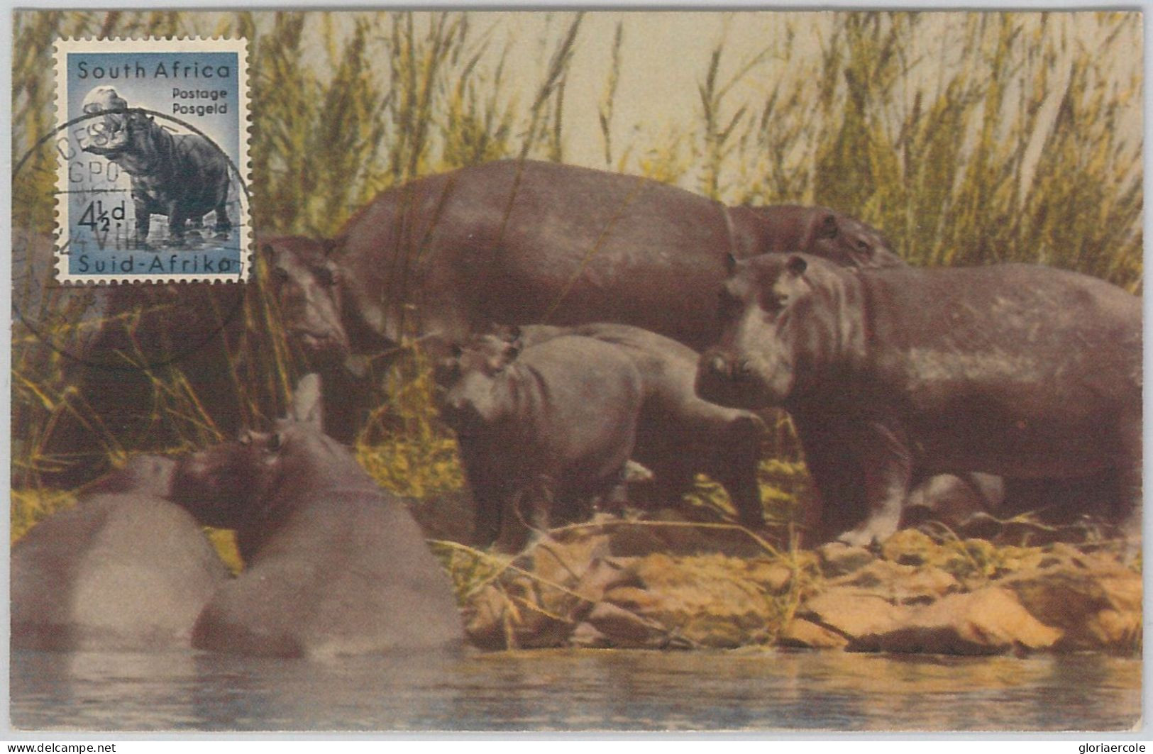 52644  - SOUTH AFRICA  -  MAXIMUM CARD -  ANIMALS  Hippopotamus 1956 - Game