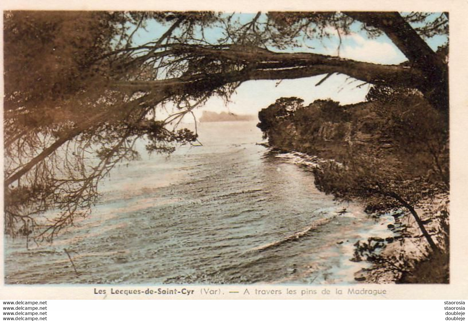 D83  LES LECQUES DE SAINT CYR   À Travers Les Pins De La Madrague - Les Lecques