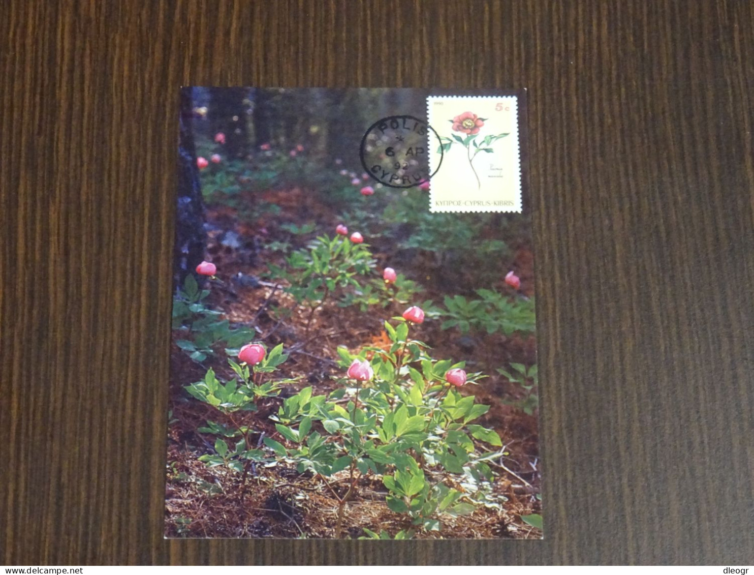 Cyprus 1992 Flower 1990 Maximum Card - Storia Postale