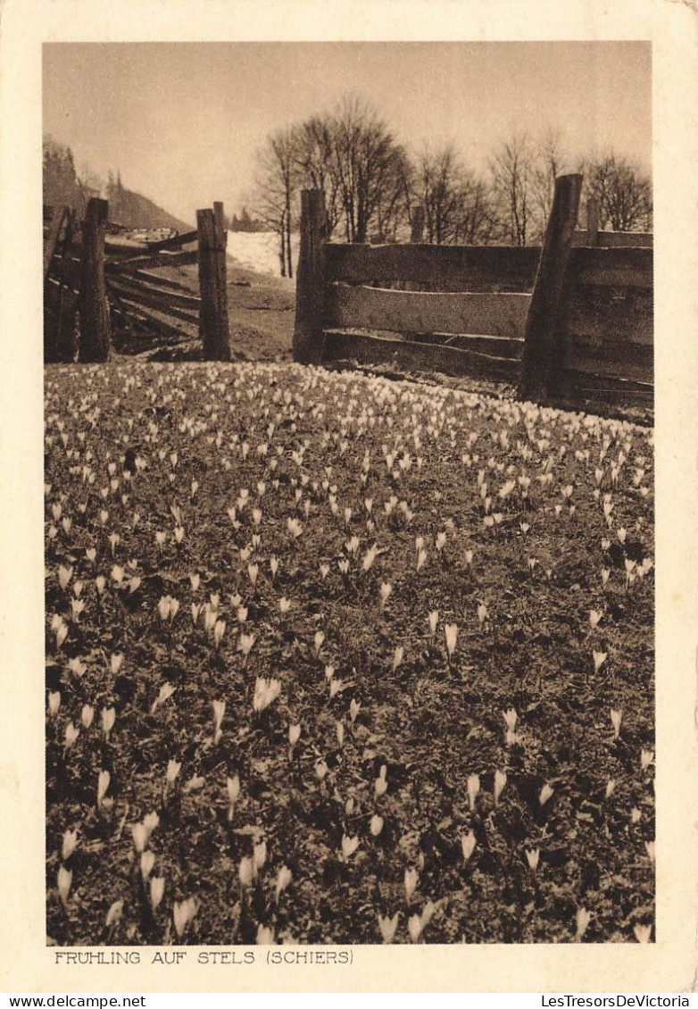 SUISSE - Fruhling Auf Stels (Schiers)- Carte Postale Ancienne - Schiers