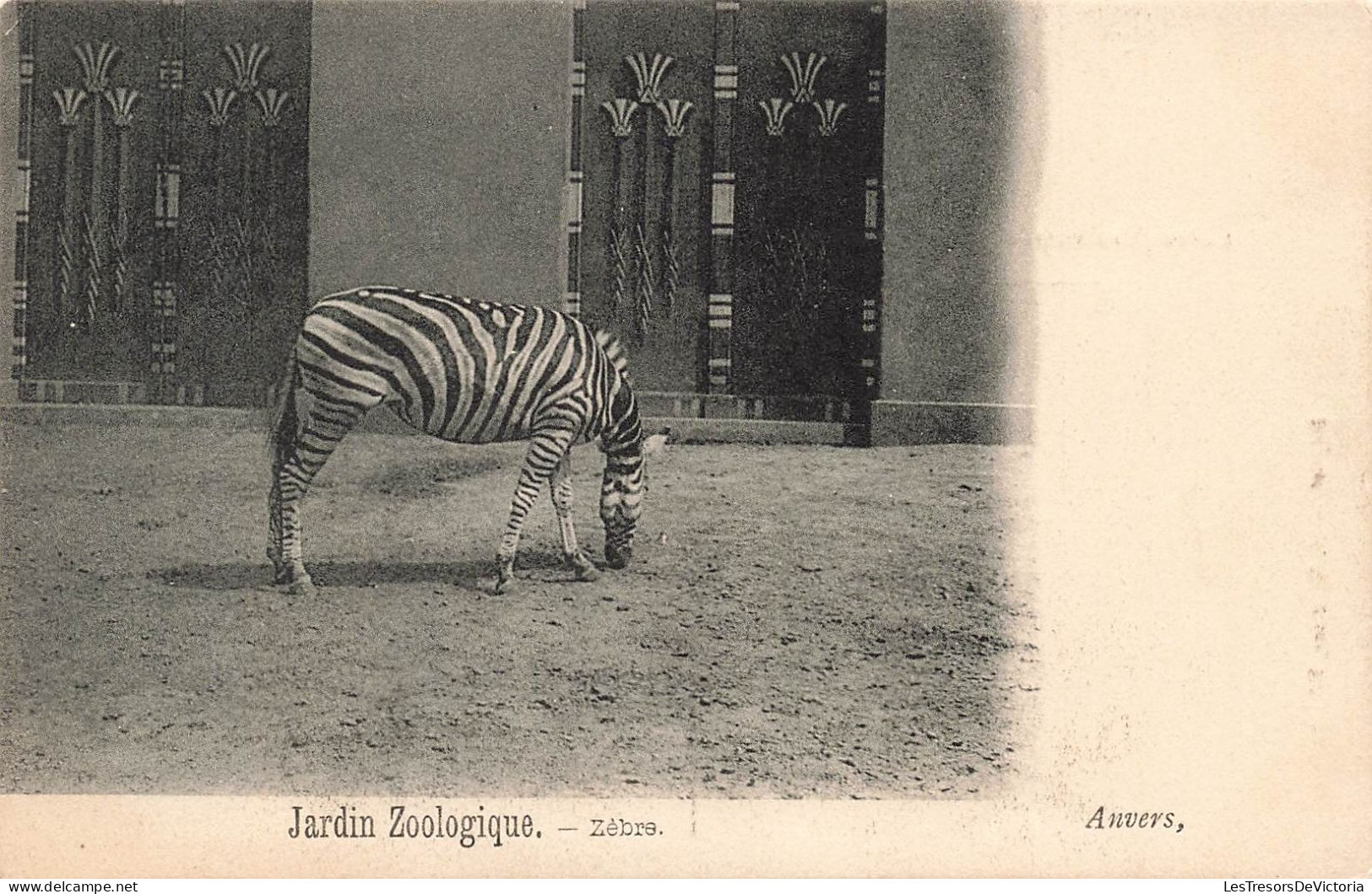 BELGIQUE - Anvers - Jardin Zoologique - Zèbre - Carte Postale Ancienne - Antwerpen