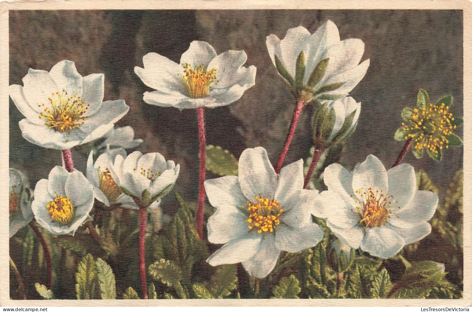 FLEURS - PLANTES & ARBRES - Fleurs - Dryade à Huit Pétales - Carte Postale Ancienne - Flowers