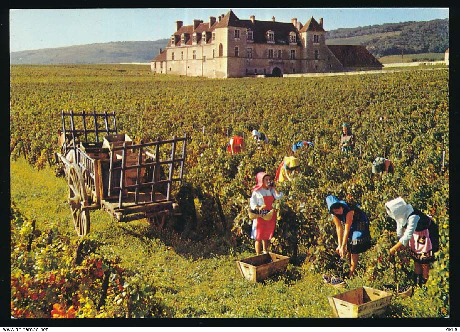 CPM / CPSM 10.5 X 15 Côte D'Or (?) Les Vendanges En Bourgogne - Meursault