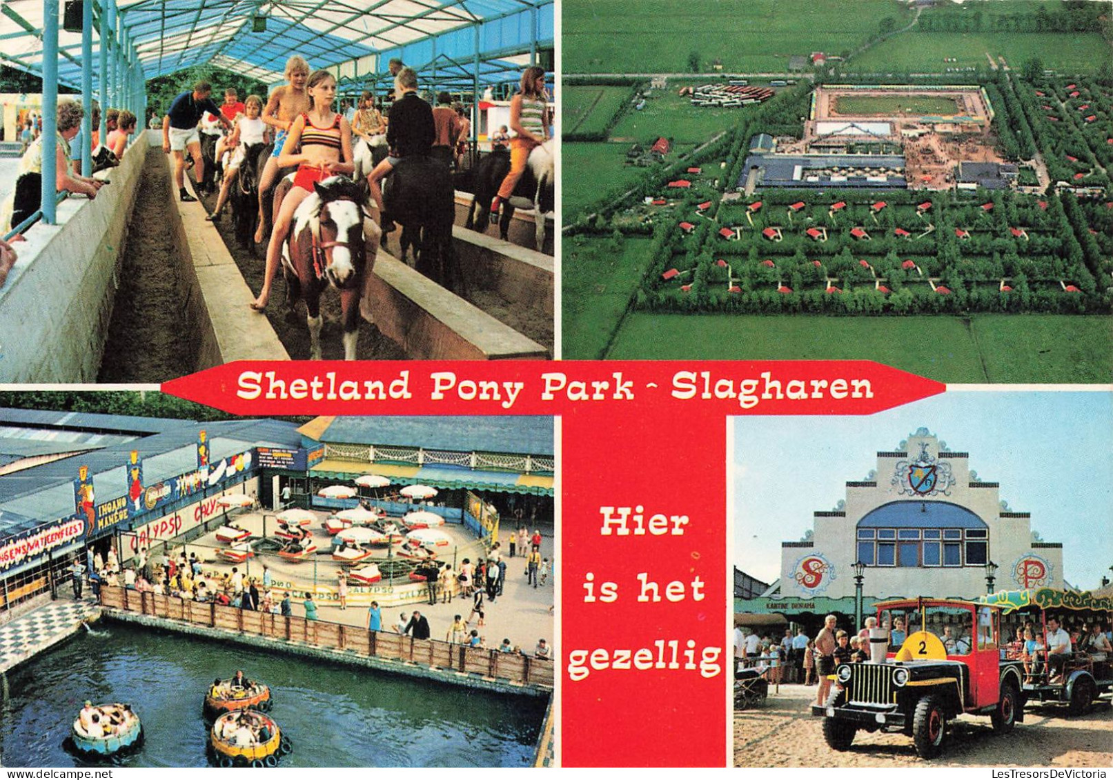 ROYAME-UNI - Shetland Pony Park Slangharen - Hier Is Het Gezellig - Carte Postale - Shetland