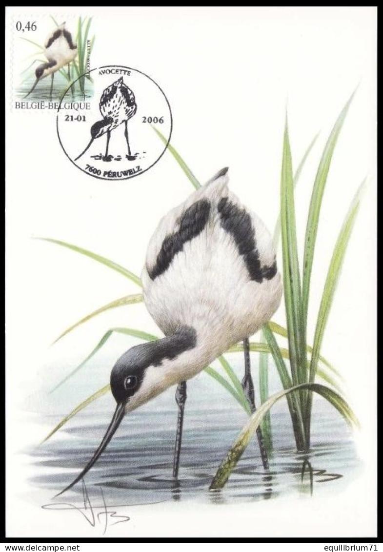 CM/MK - 3479° - Avocette / Kluut / Säbelschnäbler / Avocet - Peruwelz - 21-01-2006 - BUZIN - SIGNÉ/GETEKEND - Picotenazas & Aves Zancudas