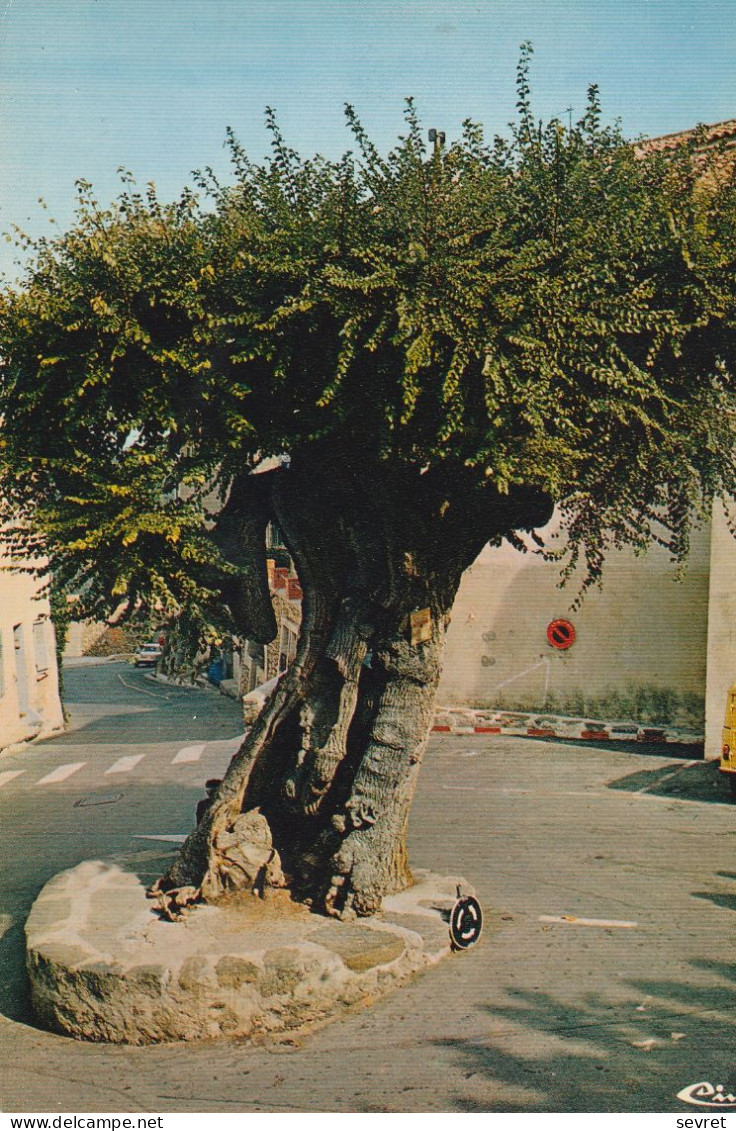 RAMATUELLE. - Le Vieil Ormeau Planté Par Sully - Arbres