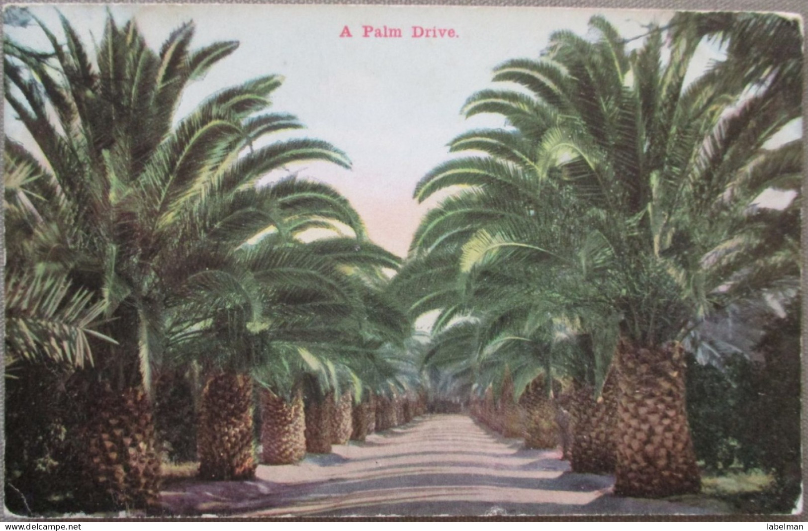 USA CALIFORNIA SAN FRANCISCO PALM DRIVE KARTE CARD POSTCARD CARTE POSTALE POSTKARTE CARTOLINA ANSICHTSKARTE - Long Beach