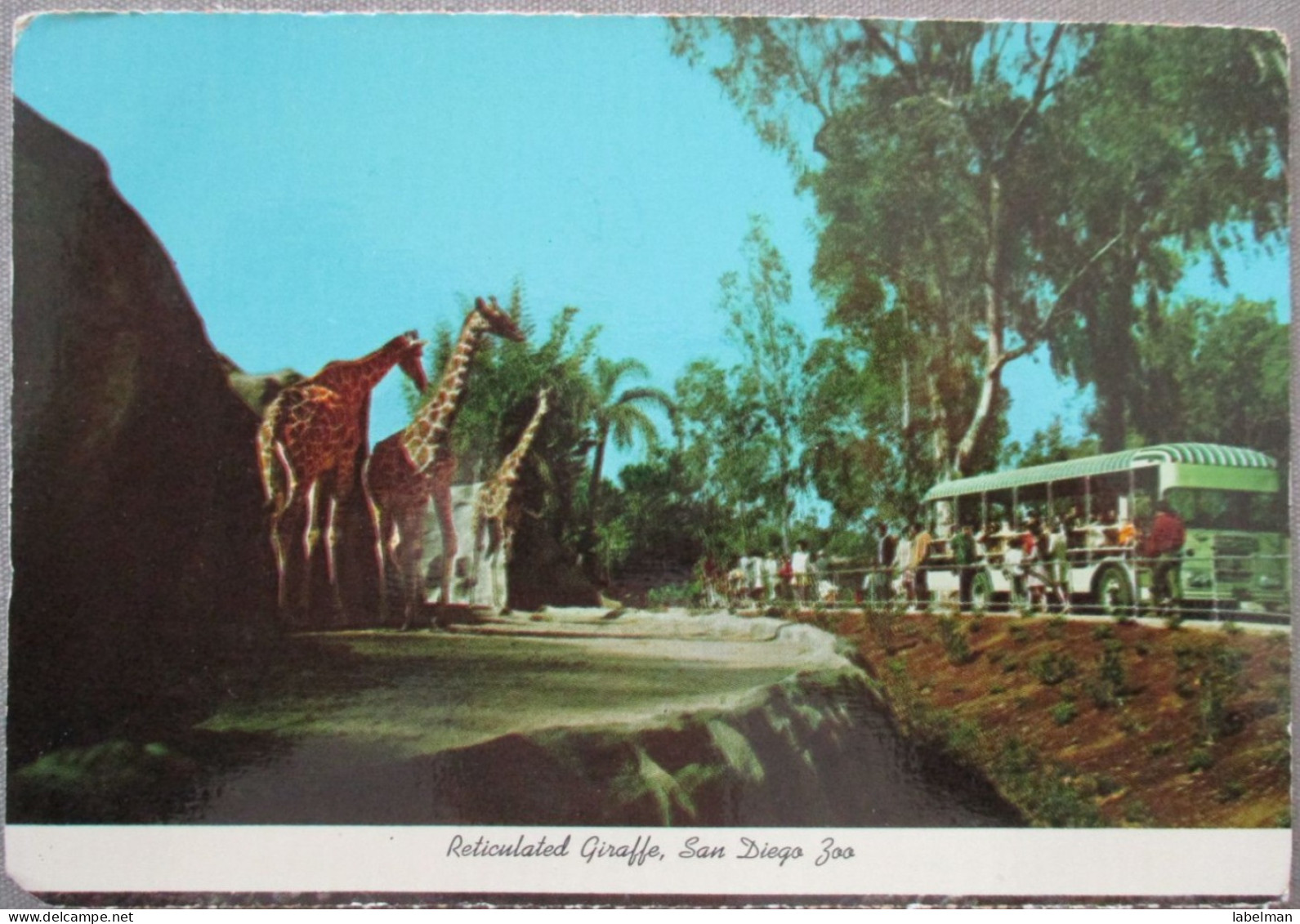 USA CALIFORNIA SAN DIEGO ZOO GIRAFFE KARTE CARD POSTCARD CARTE POSTALE POSTKARTE CARTOLINA ANSICHTSKARTE - Long Beach