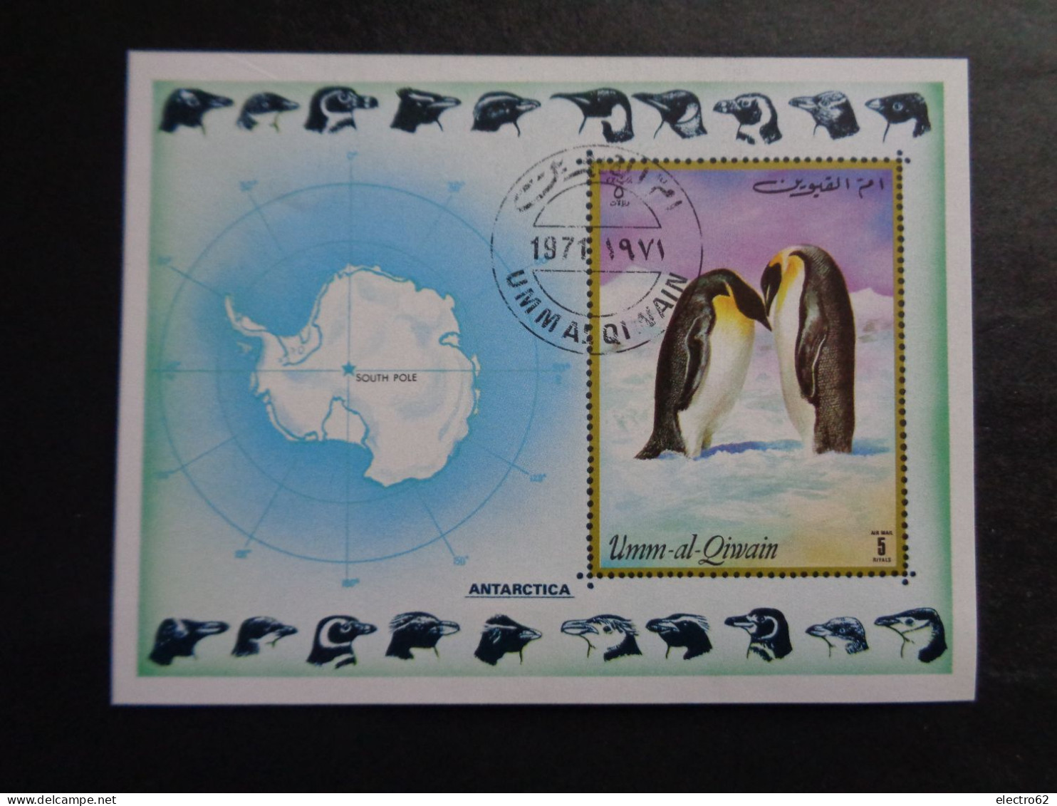 Umm Al Qiwain Manchot Pinguin Penguin Manchots Pinguini Pingouins Bird Vogel Pinguïn Pingüino Pingvin - Pingouins & Manchots