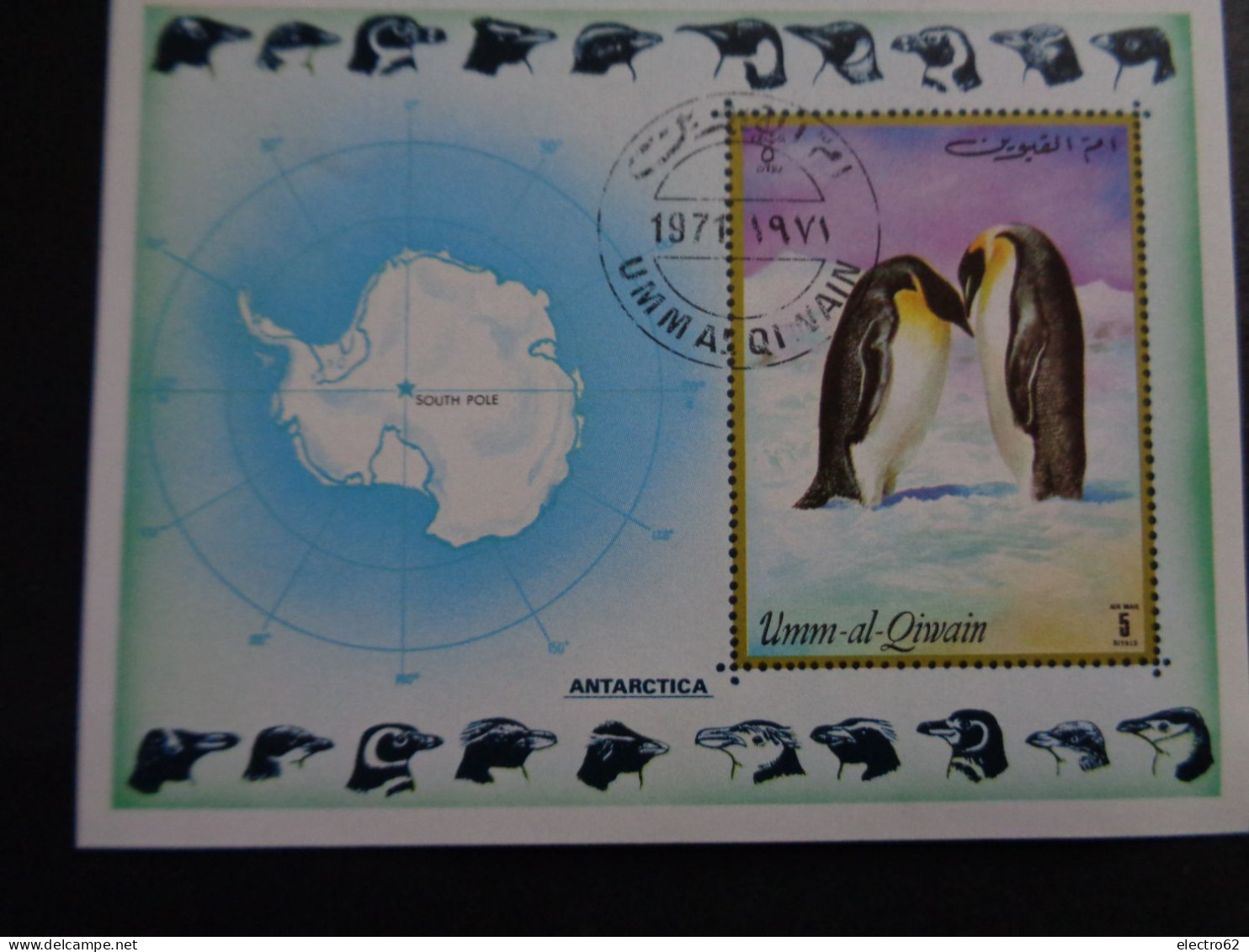 Umm Al Qiwain Manchot Pinguin Penguin Manchots Pinguini Pingouins Bird Vogel Pinguïn Pingüino Pingvin - Pinguïns & Vetganzen