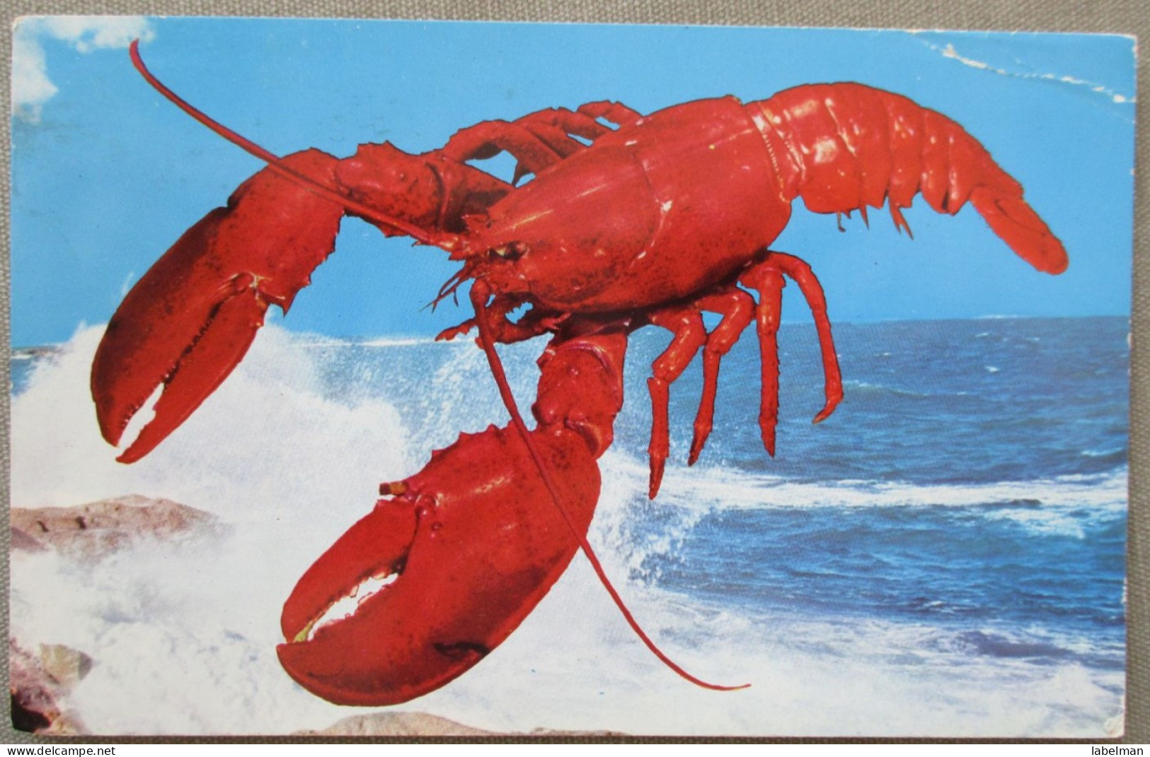 USA ATLANTIC COAST LOBSTER KARTE CARD POSTCARD CARTE POSTALE POSTKARTE CARTOLINA ANSICHTSKARTE - Long Beach