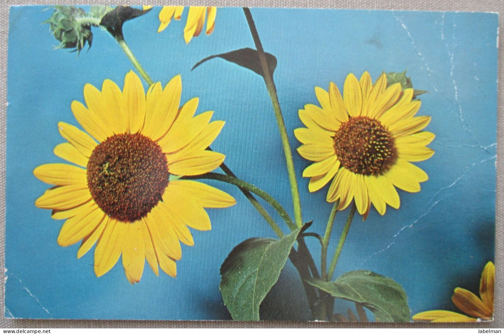 USA FAR WEST KANSAS OFFICIAL STATE FLOWER SUNFLOWER KARTE CARD POSTCARD CARTE POSTALE POSTKARTE CARTOLINA ANSICHTSKARTE - Long Beach