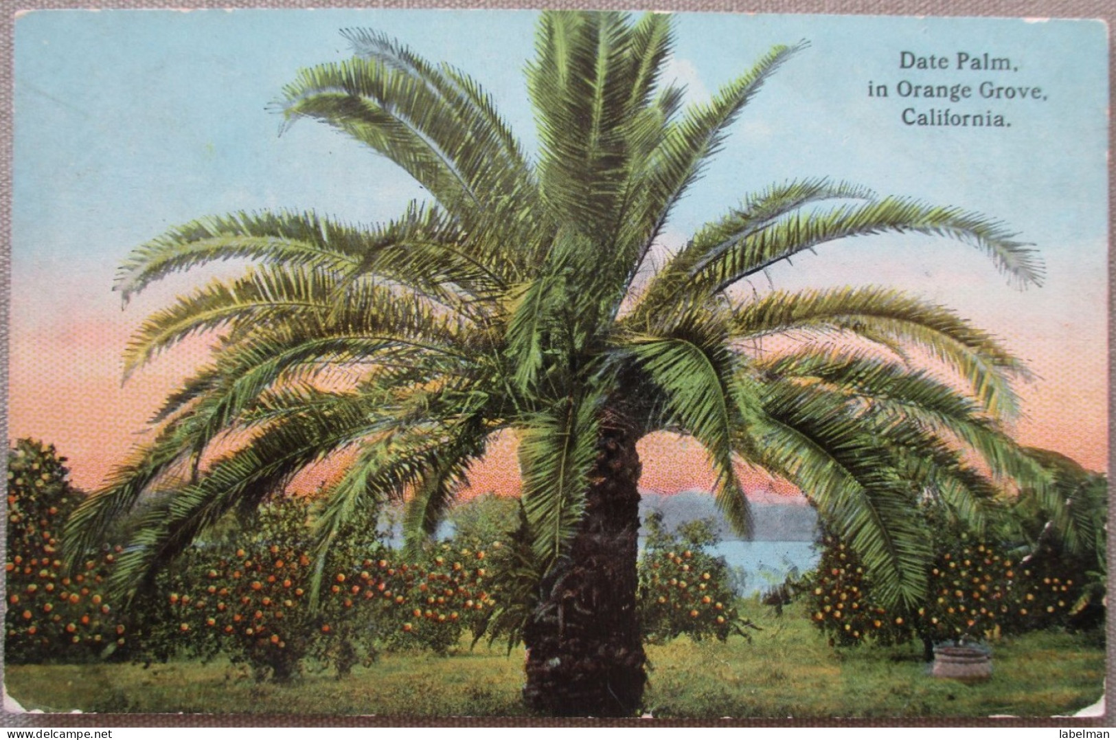 USA CALIFORNIA ORANGE GROVE DATE PALM KARTE CARD POSTCARD CARTE POSTALE POSTKARTE CARTOLINA ANSICHTSKARTE - Long Beach