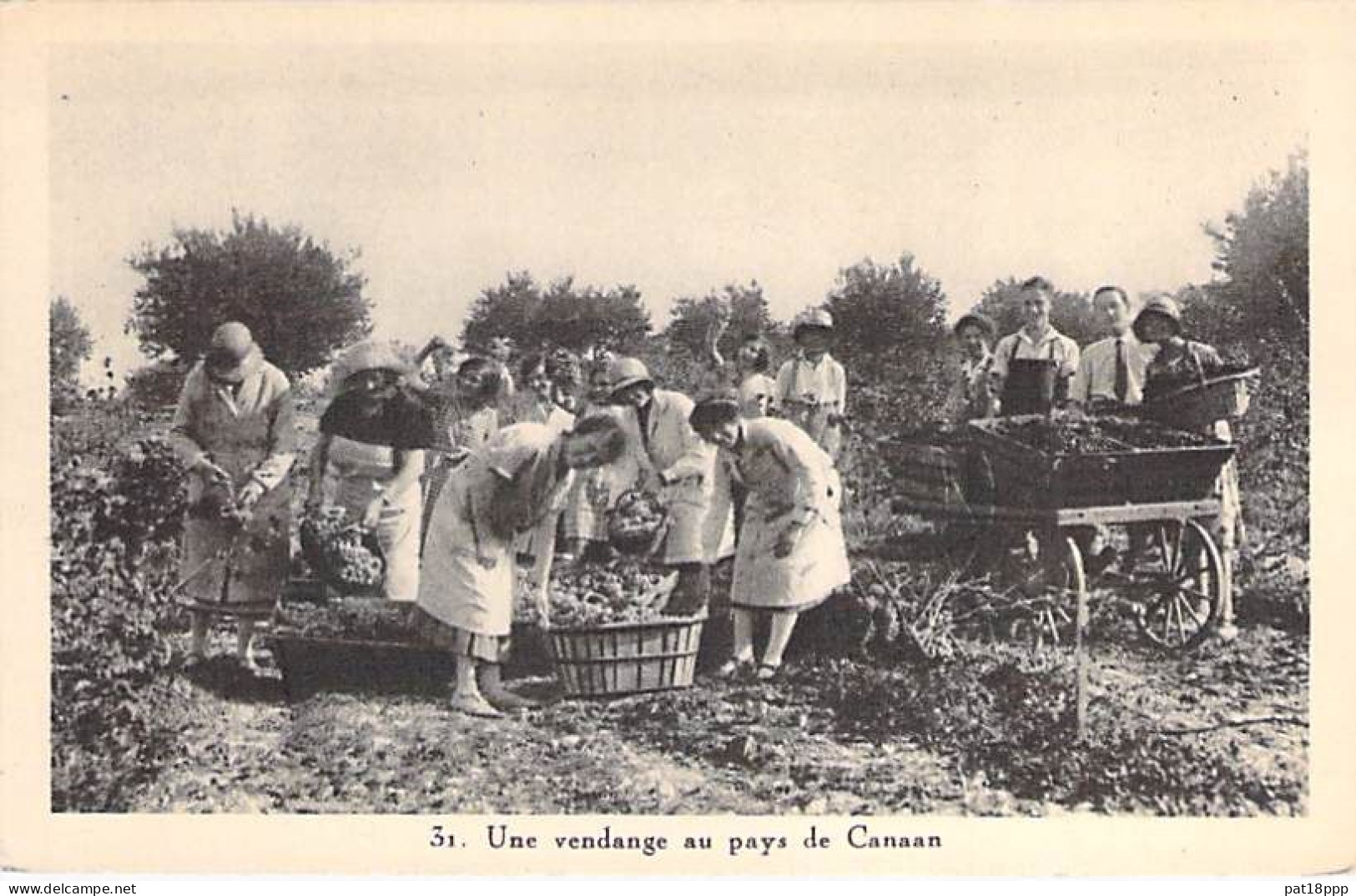 VIGNES Vin - Vendanges Au Pays De CANAAN ( Moyen Orient Soit : Liban Israël Palestine ) - CPA - - Wijnbouw